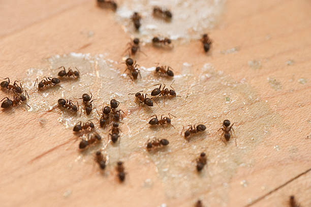 Best Best Pest Control Companies  in Fruit Heights, UT