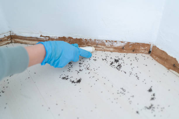 Best Residential Pest Control  in Fruit Heights, UT